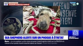 Seine-Maritime: Sea Shepherd alerte sur un phoque à Étretat