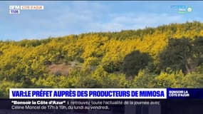 Var: le préfet auprès des producteurs de mimosa 