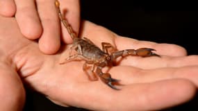 Un scorpion tenu dans une main. (photo d'illustration)