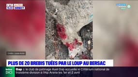 Hautes-Alpes: 44 brebis victimes d'une attaque de loups au Bersac