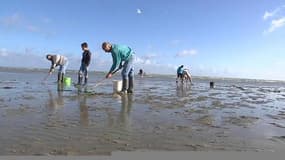 Calvados: la pêche à pieds est toujours un succès