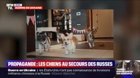 Dans une vidéo, le gouvernement russe met en scène des chiens pour dénoncer la "russophobie"