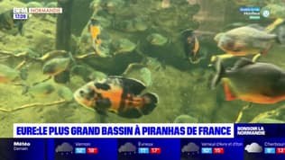 Eure: le plus grand bassin à piranhas de France se situe à Val-de-Reuil