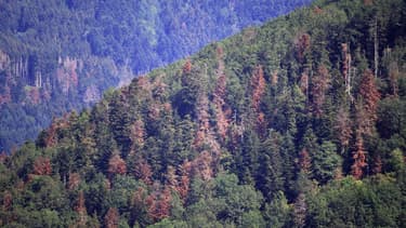 Des arbres grillés dans une forêt à proximité de Masevaux, dans le Haut-Rhin, en juillet 2019