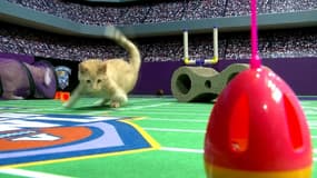 Avec le "Kitten Bowl", les chatons se mettent au football américain