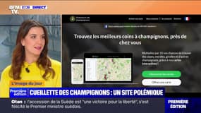 L'image du jour : Cueillette des champignons, un site polémique - 08/03