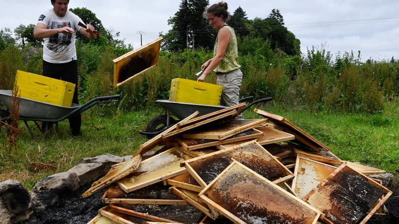 "Les abeilles ne récoltent rien ! Dans les ruches, il n'y a pas à manger, les apiculteurs sont obligés de les nourrir avec du sirop car elles risquent de mourir de faim", déplore le syndicat agricole Modef (Mouvement de défense des exploitants familiaux).