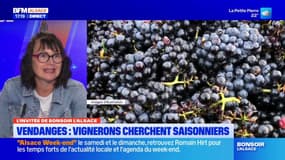 Alsace: les détails des missions d'un vendangeur