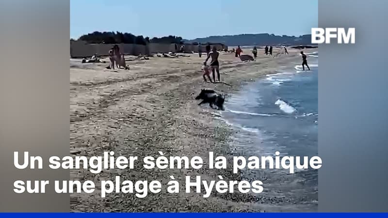 Var: un sanglier sème la panique à Hyères