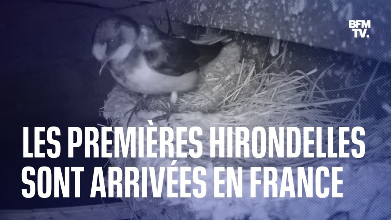 Les-premieres-hirondelles-sont-arrivees-