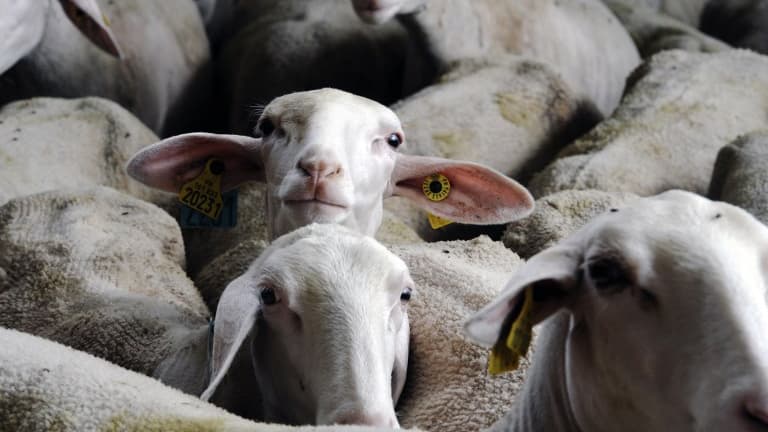 Une quarantaine d'animaux seront présents aux Buttes-Chaumont vendredi.