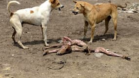 Les chiens errants ont dévoré 14 enfants dans un village du nord de l'Inde. 