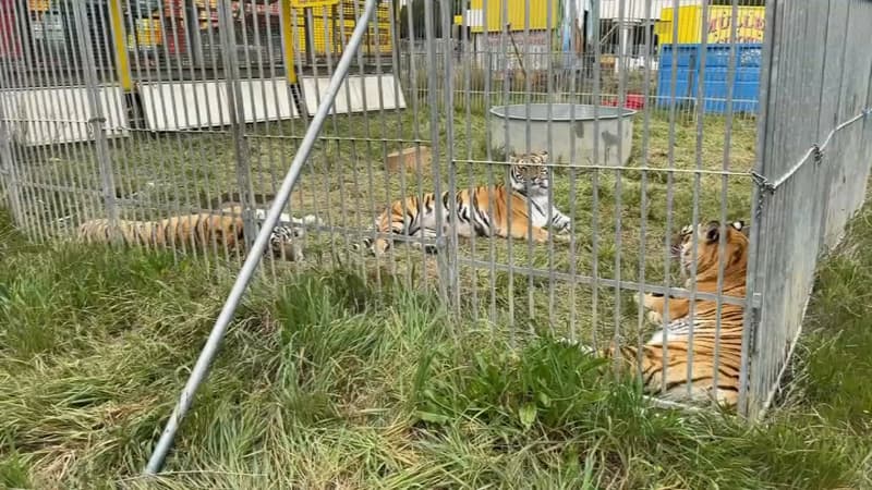 Le cirque Muller à Marseille en mars 2022