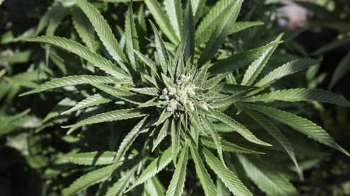 Une plante de cannabis. Photo d'illustration.