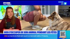 Le Café des Animaux: bien s'occuper de son compagnon pendant les fêtes