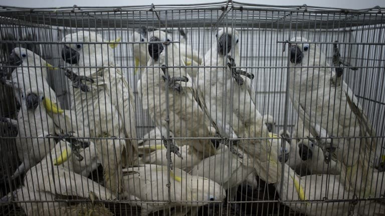 Des cacatoès ont été retrouvé par dizaines dans des cages, destinés à en faire des animaux de compagnie 