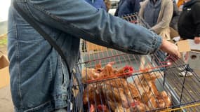 Des poules pondeuses qui vont être vendues à des particuliers à Sailly-lez-Lannoy (Nord)