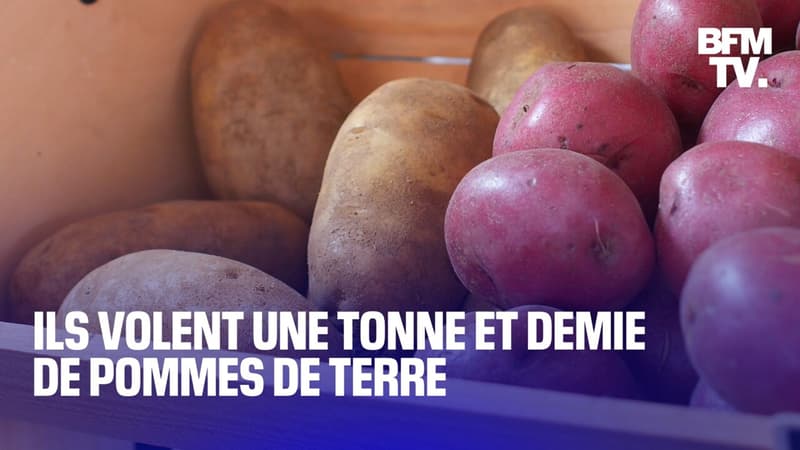 Ils ont volé une tonne et demie de pommes de terre à des agriculteurs... pour les revendre sur Leboncoin