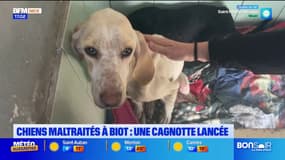Chiens maltraités à Biot: une cagnotte lancée pour leur venir en aide