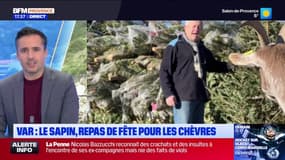 Var: le sapin, un véritable repas de fête pour les chèvres