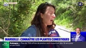 Passions Provence : Marseille, connaitre les plantes comestibles 