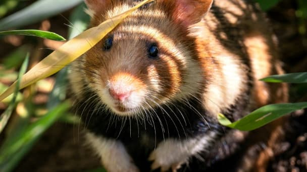 Un grand hamster d'Alsace relâché en milieu naturel, le 14 juin 2022 à Ernolsheim-Bruche, dans le Bas-Rhin (illustration)