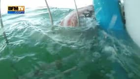 Des touristes attaqués par un dangereux requin blanc