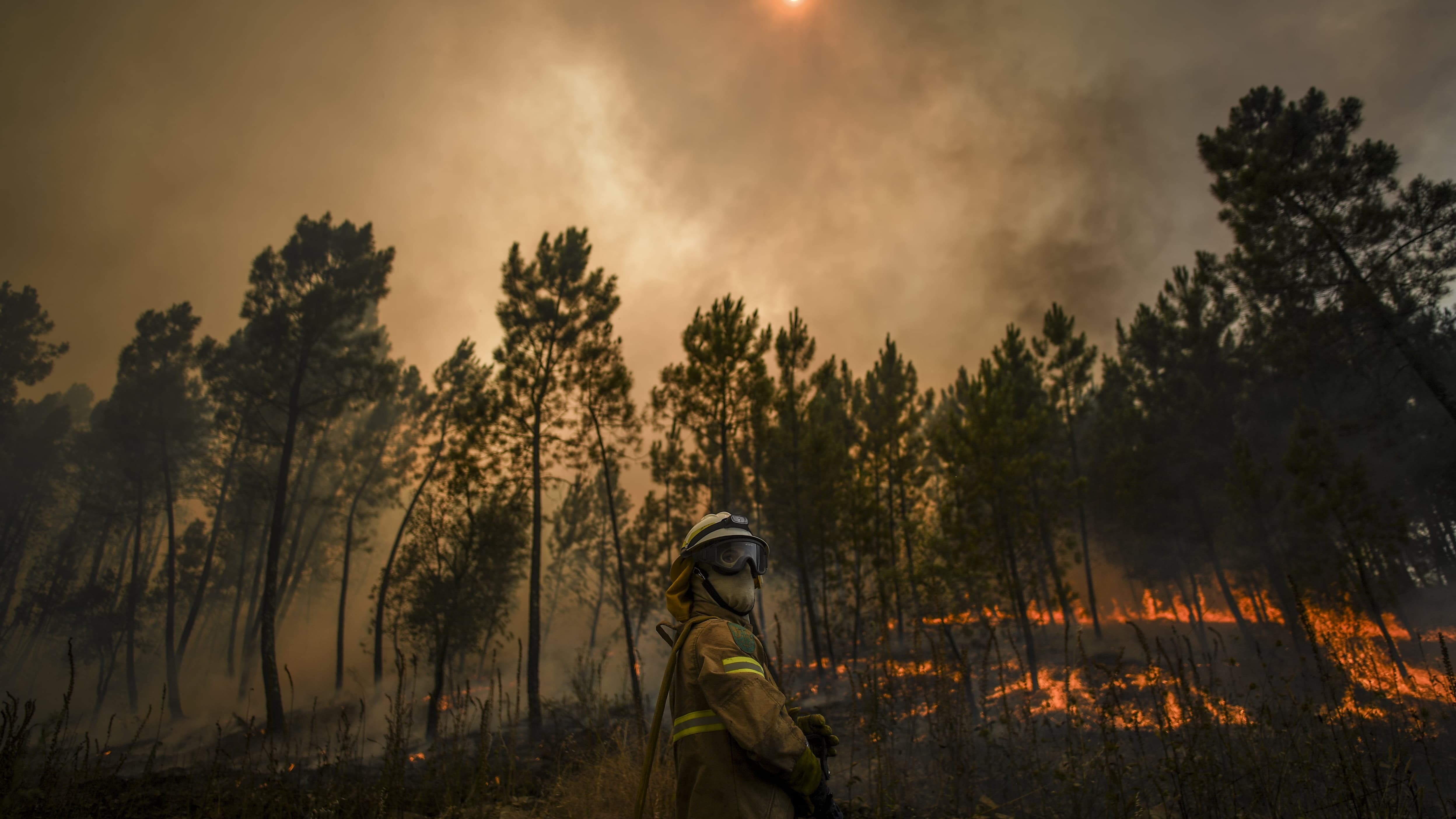 Incendies Au Portugal Attisés Par Le Vent Les Feux Ont Repris Mais La