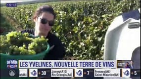 Premières vendanges dans les Yvelines