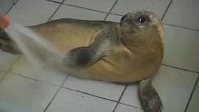 Abandonnés ou perdus par leur mère, des phoques veaux-marins doivent être sponsorisés pour payer leurs soins vétérinaires.