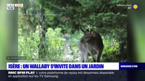 Isère: un wallaby capturé après s'être promené dans les jardins d'habitants pendant près d'un mois