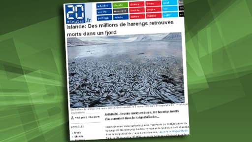 Le fjord islandais serait-il devenu si hostile à cette espèce de poisson pour que 10% de leur population hivernale soit ainsi décimée ?