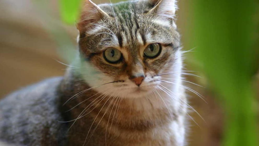 Les Chats Qui Vivent Dans Les Foyers Francais Viennent D Egypte
