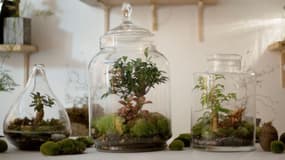 Des mini-jardins sous verre
