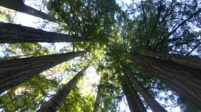 Une forêt californienne (Photo d'illustration).