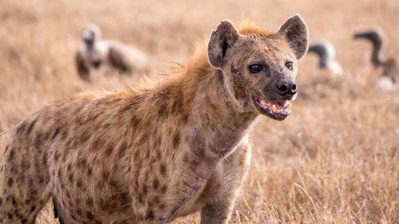 Pendant quatre ans, l'équipe d'un zoo japonais a essayé d'accoupler deux hyènes mâles. (Photo d'illustration)