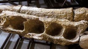 La mâchoire fossilisée du Leviathan Melvillei, un cachalot géant découvert au Pérou, ainsi nommé en référence au monstre marin de la Bible et à Herman Melville, auteur de "Moby Dick". Les paléontologues qui l'ont trouvé estiment qu'il a probablement été l