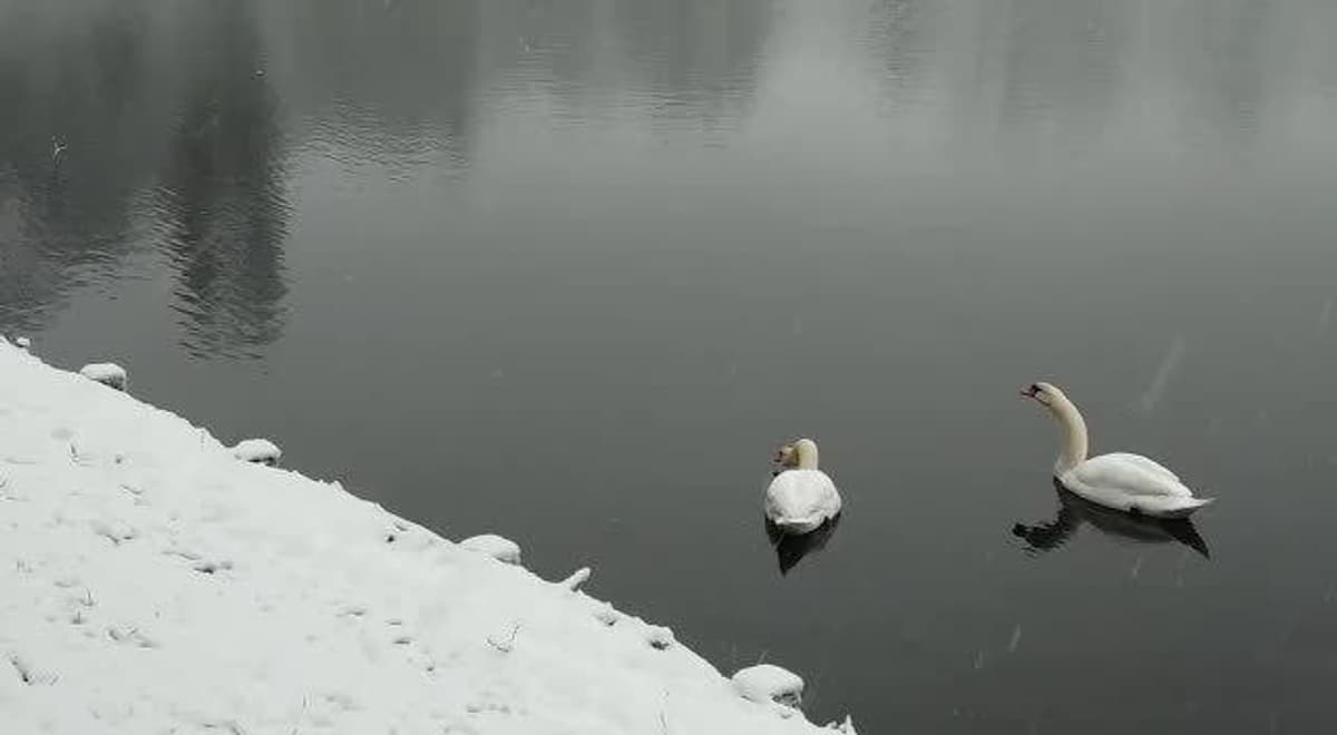 placeholder video