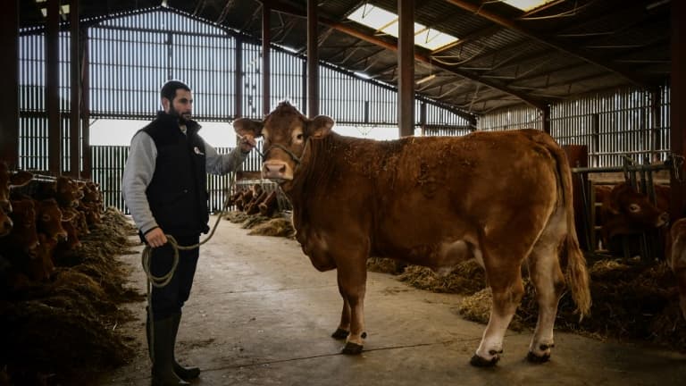 Alexandre Humeau et sa vache Limousine Oupette, égérie du 61 e salon de l'agriculture, à Dienne (Vienne), le 29 janvier 2025