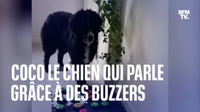 Coco, le chien qui parle grâce à des buzzers