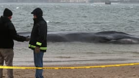 La baleine de 18 mètres de long, qui s'était échouée mercredi, était en mauvaise santé.