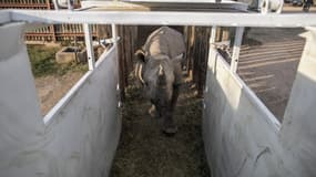 Six rhinocéros sud-africains ont été transportés vers l'Afrique centrale dans le cadre d'une opération de repeuplement. 