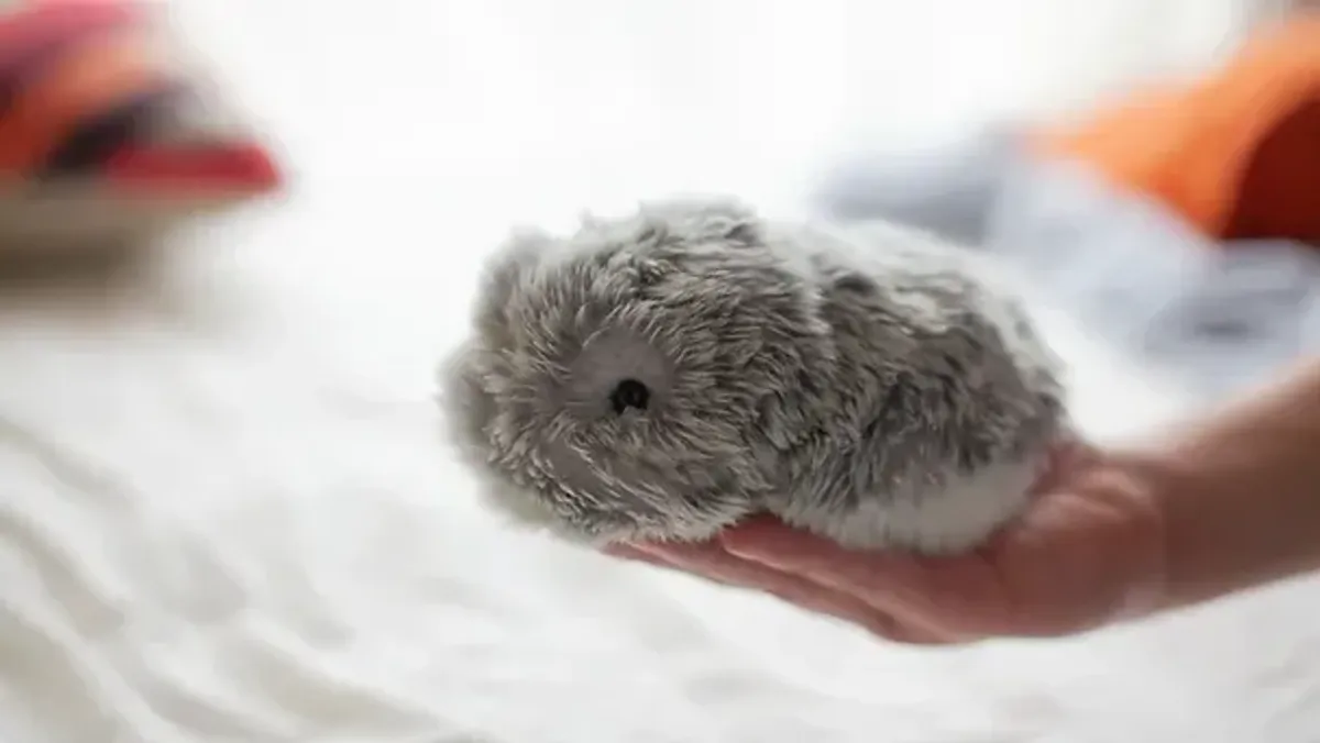 placeholder video