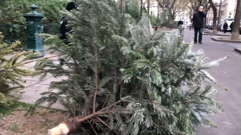 De plus en plus de sapins sur les trottoirs à Paris 