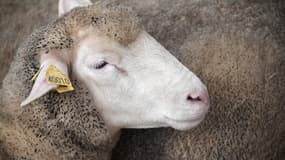 Une brebis photographiée lors du 28e Salon international des productions animales (SPACE) à Rennes (Ille-et-Vilaine), le 15 septembre 2014.