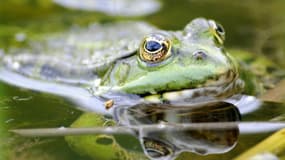 La grenouille, un mets finalement prisé par les Anglais il y a plusieurs milliers d'années