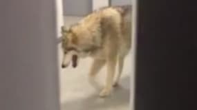 La lugeuse américaine Kate Hansen a prétendu avoir filmé un loup dans les couloirs du village olympique à Sotchi.