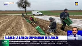 Alsace: la saison du pissenlit est lancée