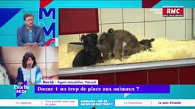 Le pape regrette que les animaux de compagnie "remplacent les enfants": "On a tendance à assimiler les animaux à des humains"