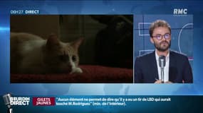 Voici la technique parfaite pour apprivoiser un chat